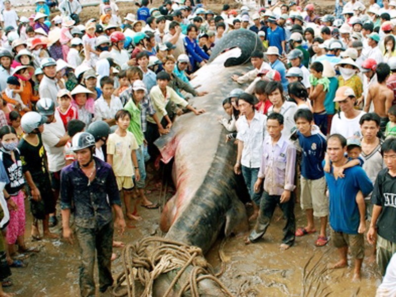 Cá voi xám nặng 10 tấn mắc lưới và chết