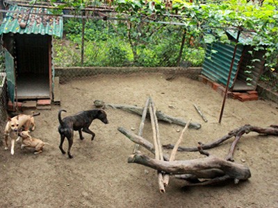 Trang trại chó Phú Quốc bạc tỷ ở Hà thành