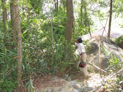 Dân Lộc Bình không dám khai thác gỗ rừng trồng vì thua lỗ