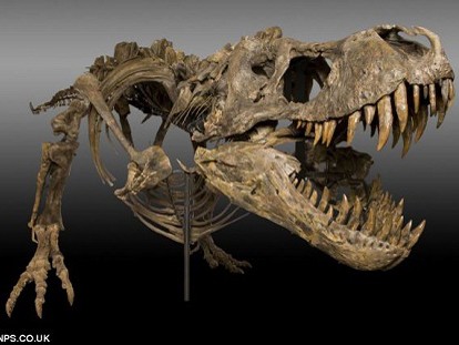 Cày ruộng, phát hiện bộ xương khủng long nguyên vẹn