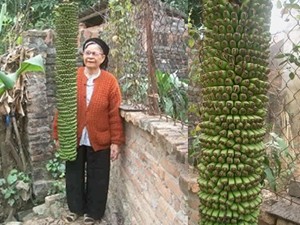 Kỳ lạ cây chuối cho ra 200 nải ở Bắc Ninh
