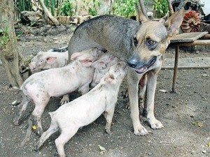 Chó mẹ Yeti trở thành bà mẹ bất đắc dĩ của bầy lợn con. (Nguồn: hurriyetdailynews.com)