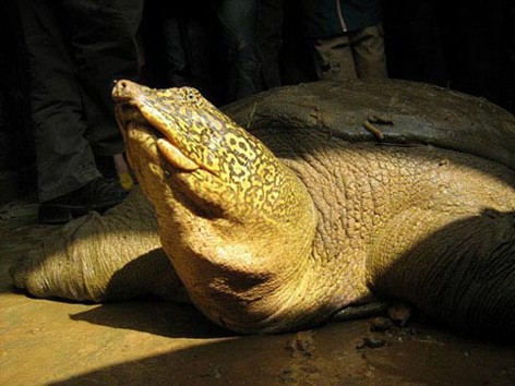 Kêu gọi bảo vệ rùa Hoàn Kiếm ở hồ Đồng Mô