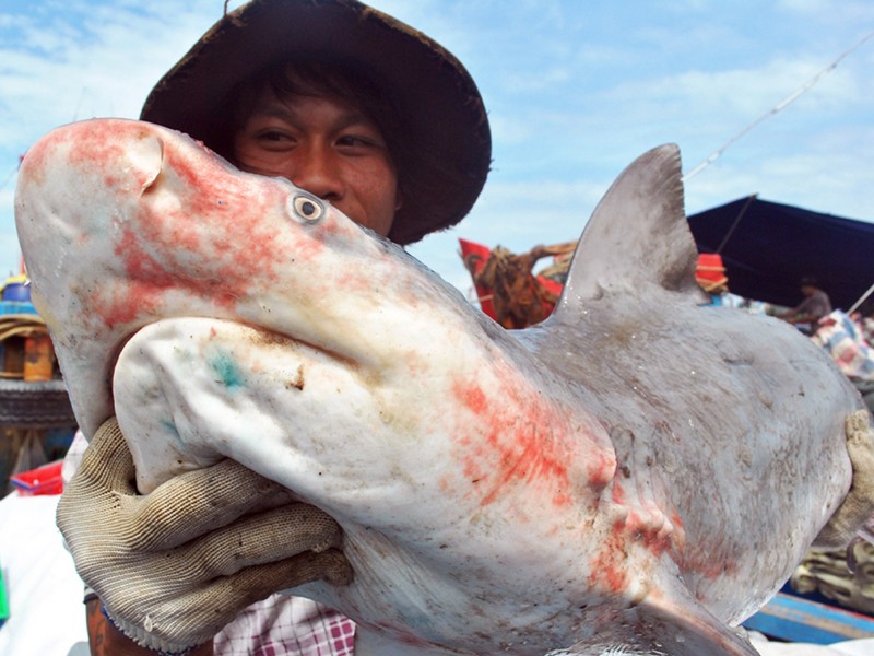 Làng săn cá mập