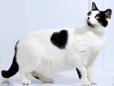 'Cô' mèo có bộ lông hình trái tim ngộ nghĩnh