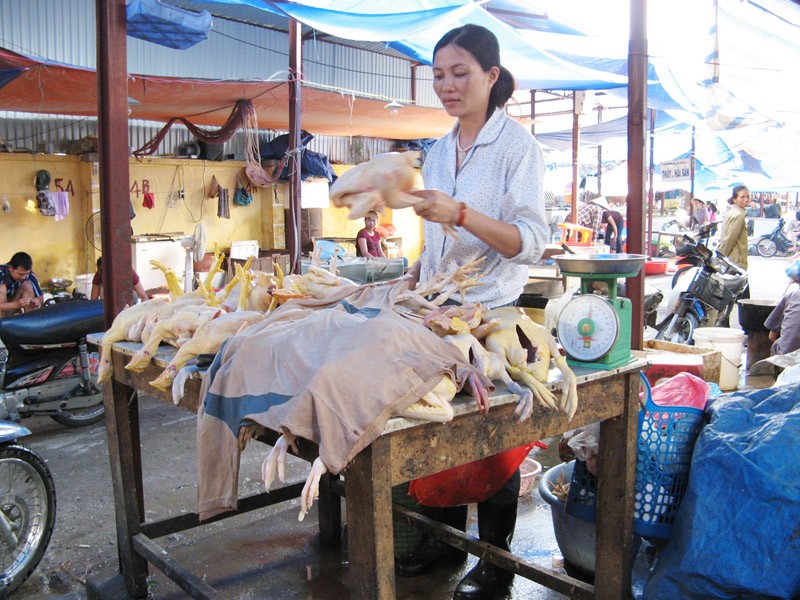 Nhiều chợ ở Hà Nội bày bán gia cầm không có dấu hiệu kiểm dịch. Ảnh: P.A