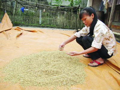 Chị Phan Thị Hoàn cố vớt vát một ít lúa giống ẩm ướt còn sót lại -