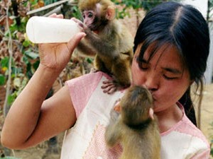 Chồng huấn luyện khỉ, vợ cho khỉ… bú