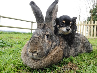 Chú thỏ lớn nhất thế giới nặng hơn 20 kg