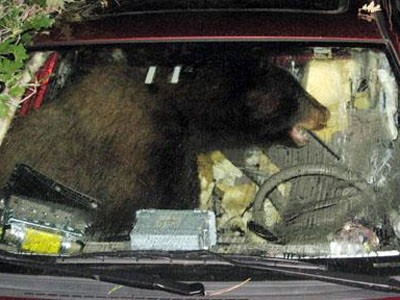 Gấu đột nhập vào xe hơi 'chôm' đồ ăn