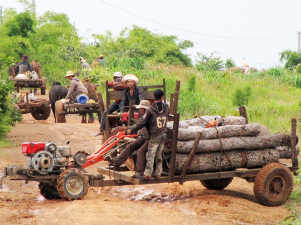 Dân lợi dụng việc chuyển rừng nghèo khai thác gỗ trái phép