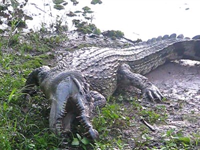 Cá sấu xiêm bên bờ tuyệt chủng