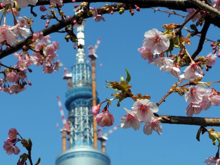 Tháp 'chống trời' ở Tokyo