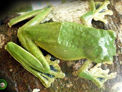 Phát hiện loài ếch cây mới ở Việt Nam