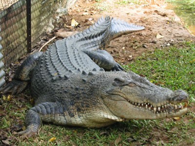 Cá sấu (hình minh họa)