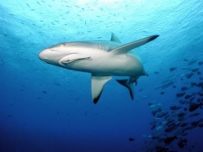Những cuộc tấn công bí ẩn của cá mập