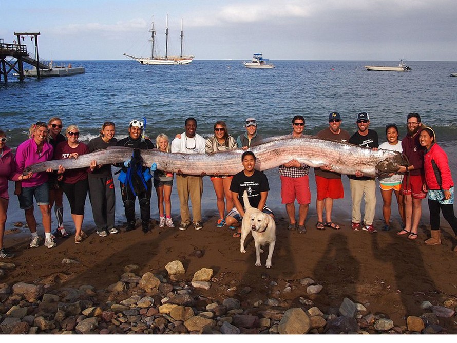 Bắt được cá dài hơn 5 mét ở Mỹ