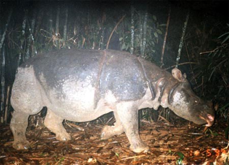 Tê giác một sừng chết tại VQG Cát Tiên: Phát hiện dấu vết săn trộm