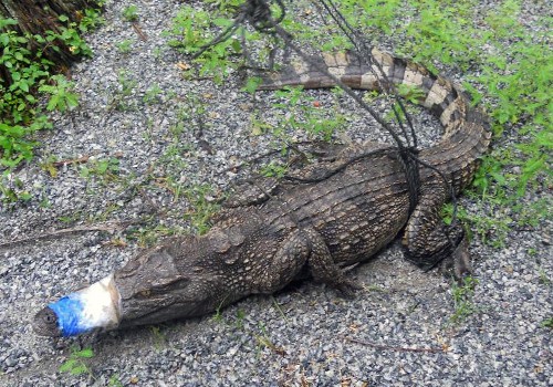 CSGT đi tuần, phát hiện cá sấu nằm giữa đường
