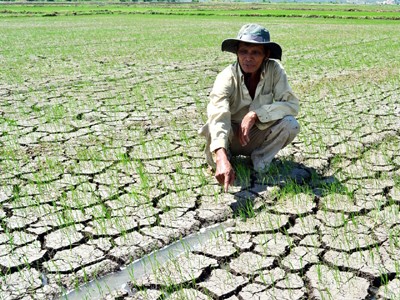 Lúa khát nước, nông dân bất lực ngồi bờ Ảnh: Việt Hương