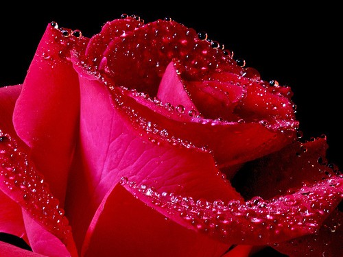 Valentine và ý nghĩa các loài hoa