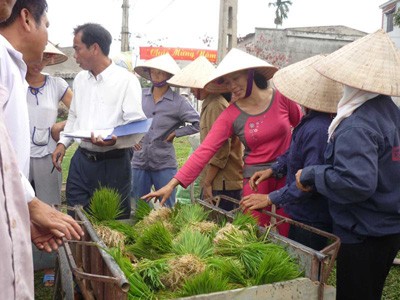Mạ mang từ Đà Nẵng ra cấy ở miền Bắc trong vụ đông xuân năm 2009-2010 cho kết quả tích cực
