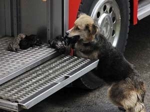 Chó mẹ lao vào ngôi nhà rực lửa để cứu 5 cún con