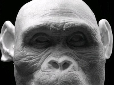 Tái tạo khuôn mặt của người bảy triệu năm trước