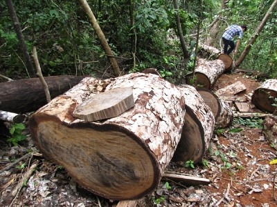 Cục Kiểm lâm lập tổ công tác kiểm tra phá rừng