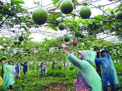 Vườn chanh dây trĩu quả giúp dân Đắk Nông làm giàu