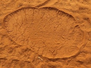 Phát lộ dấu chân voi niên đại bảy triệu năm