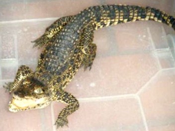 Bị phạt tù vì nuôi cá sấu trong nhà tắm