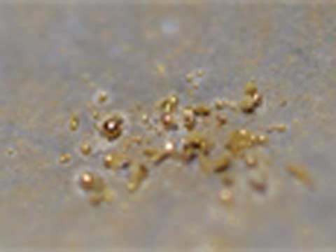 Vi khuẩn ăn chất độc 'thải' ra… vàng nguyên chất