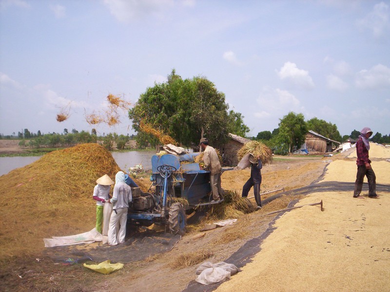 Thu hoạch lúa ở Kiên Giang