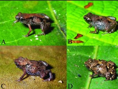 Phát hiện loài ếch nhỏ nhất thế giới