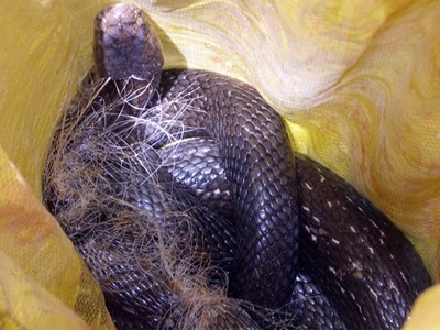 Rắn hổ khổng lồ sập bẫy lưới cá của nông dân