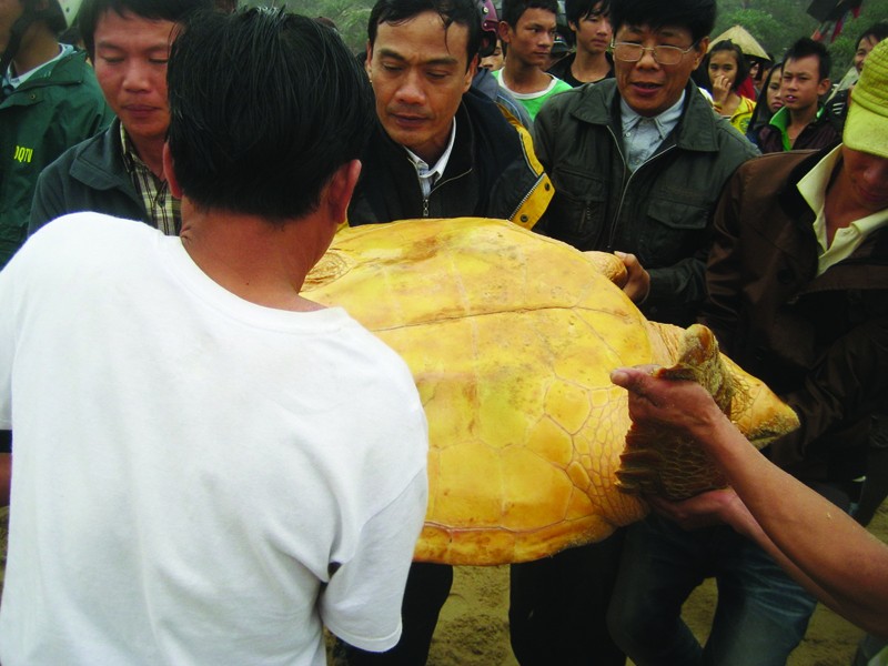 Thả rùa quý hiếm nặng hơn 80kg về đại dương