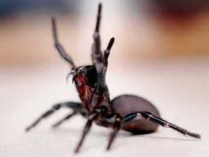 Ấn Độ vừa phát hiện một loài nhện cực độc mới