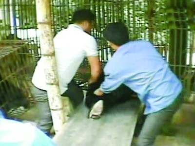 Du khách Hàn Quốc xem gấu bị lôi ra khỏi chuồng