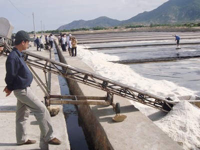 Sản xuất muối công nghiệp ở Quán Thẻ, Ninh Thuận Ảnh: Anh Dũng
