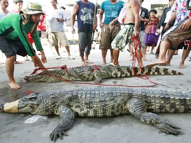 Cá sấu tấn công dân Thái Lan trong lũ