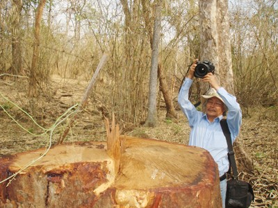 Một cây giáng hương cổ thụ bị lâm tặc chặt hạ ở VQG Yok Đôn