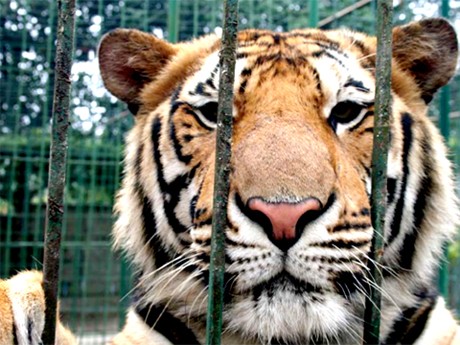 Một con hổ được phát hiện trong đường dây buôn bán trái phép.