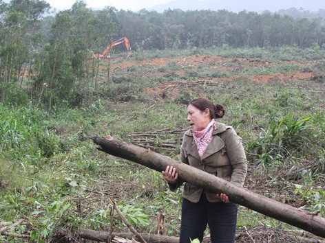Ngang nhiên tàn phá rừng phòng hộ