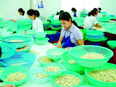 Chế biến hạt điều xuất khẩu tại Bình Phước