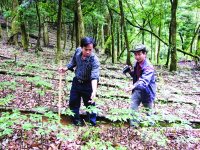 Trần Hoàn và Trần Hảo (cầm máy) giữa vùng sâm 100 ha
