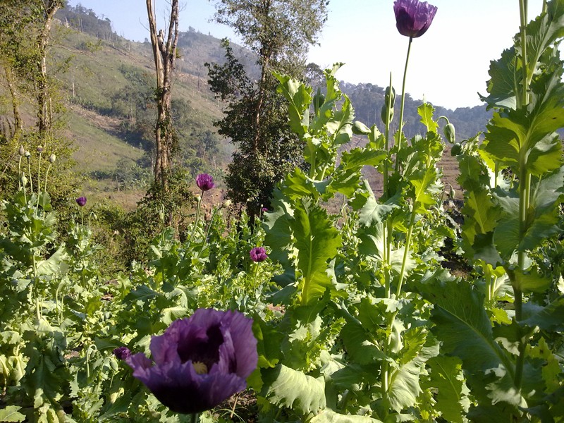 Hoa anh túc ở núi rừng Tri Lễ huyện Quế Phong