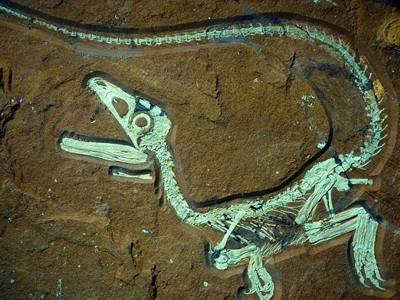 Khai quật hóa thạch khủng long niên đại 135 triệu năm