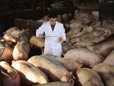 'Công nghệ' nuôi lợn bằng thuốc kháng sinh