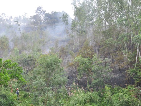 Cháy rừng gần khu dân cư